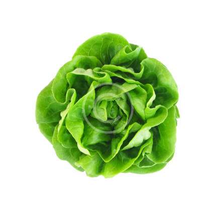 Bok Choy